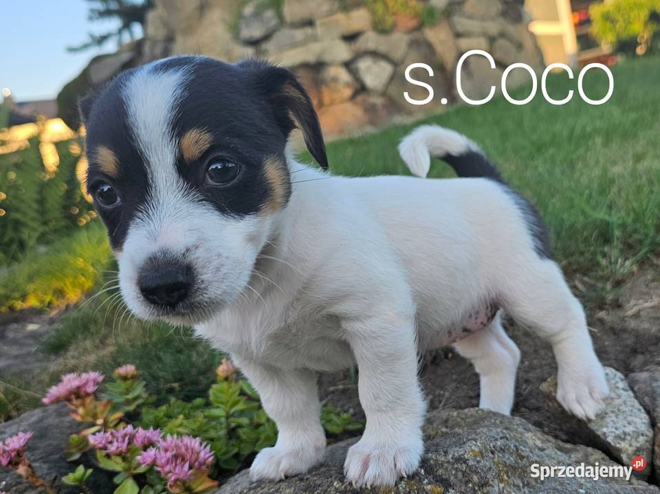 szczeniaki Jack russell terrier z rodowodem Nysa