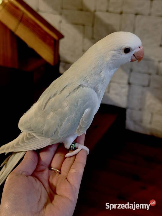 Aleksandretta parka ręcznie karmiona