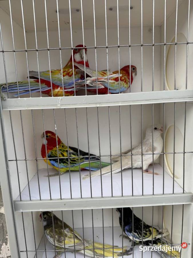 Sprzedam papugi Rzeszów