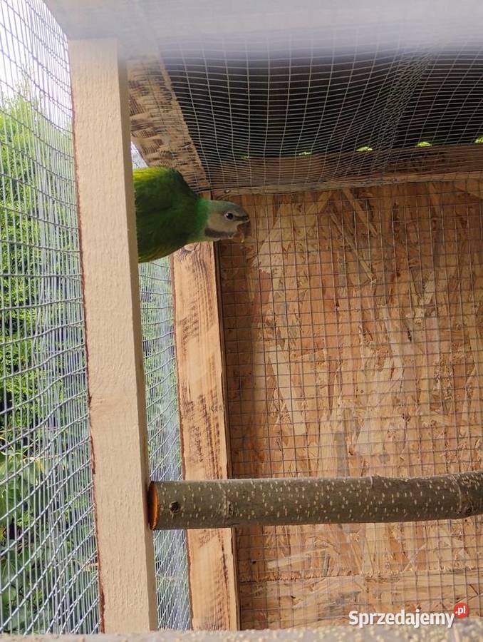 Aleksandretta rozowopiersna Pszów