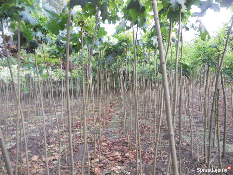 drzewka szczepione akacja klon Dom i Ogród Kramsk