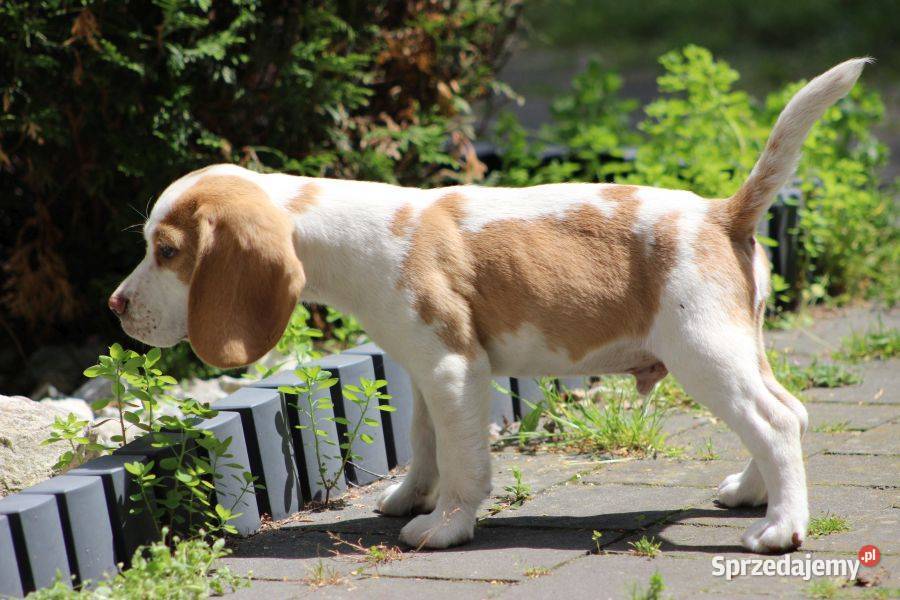 Szczeniaczek Beagle piesek Championie Polski Beagle śląskie Aleksandria