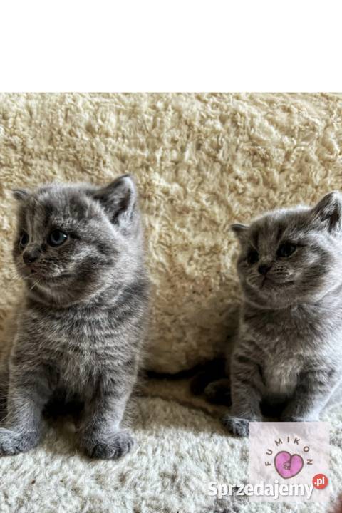 Kot brytyjski kocur z 5 pokoleniowym rodowodem Kraków