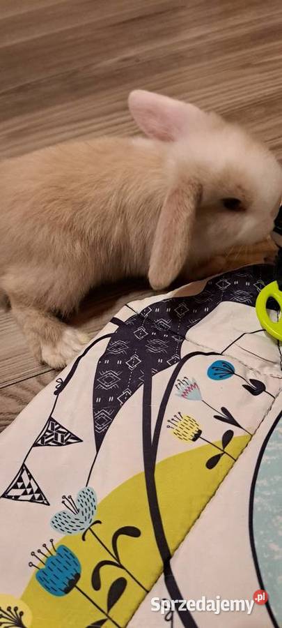 Króliczki mini lop Króliki wielkopolskie