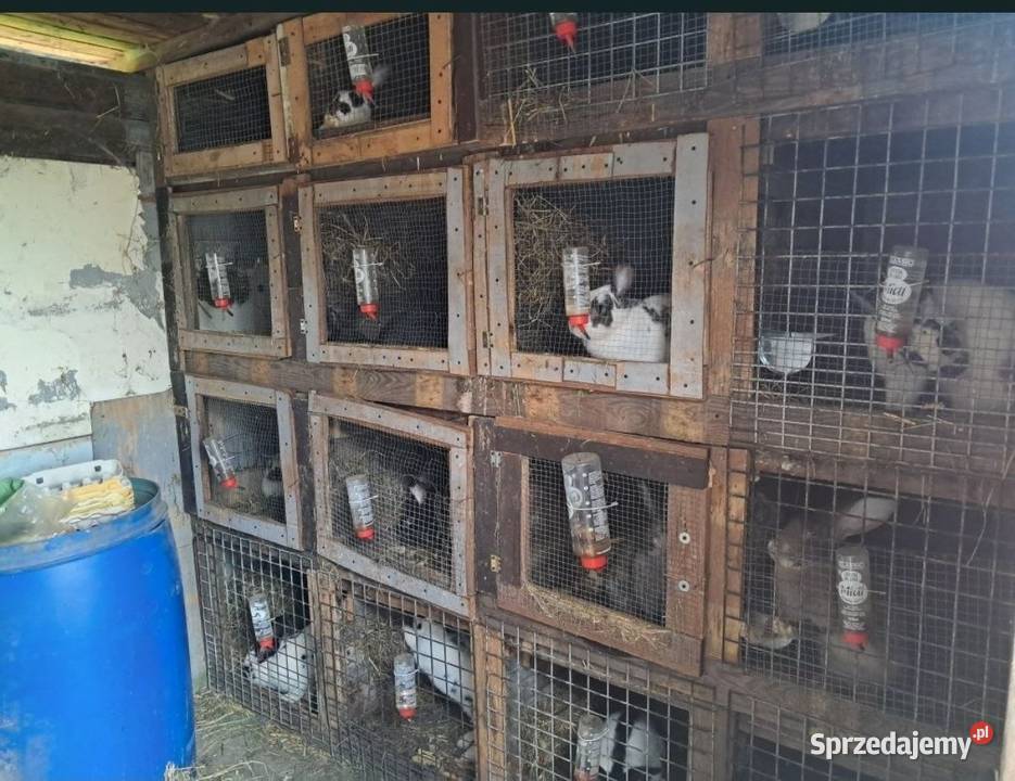 Króliki belgi srokacze wielkopolskie