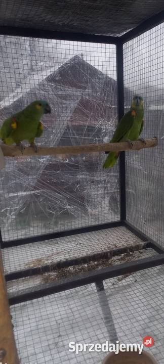 Amazonki nNebieskoczelne Pruchna