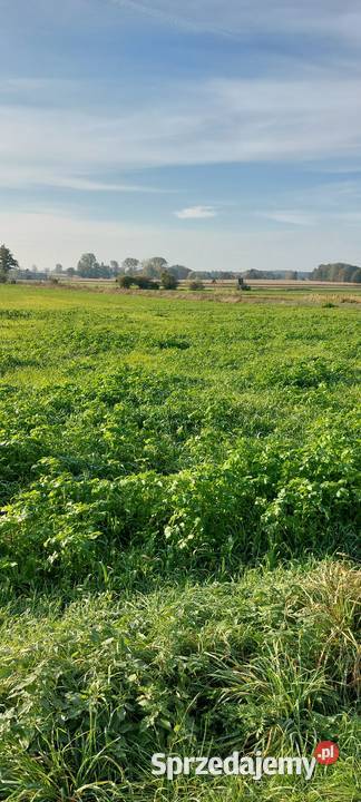 Działki budowlane 1200m2 Krukowo pow kolski wielkopolskie