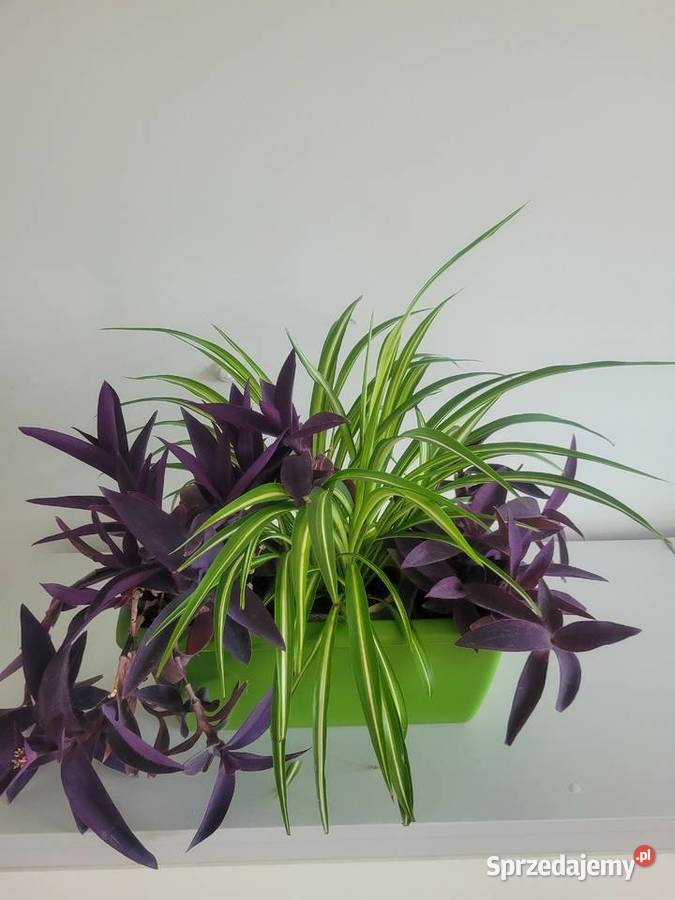 Zielistka kwiat doniczkowy Łódź