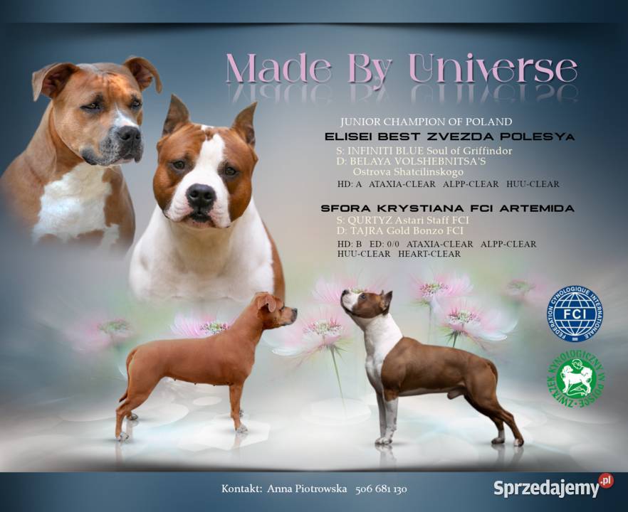 Amstaff FCI gotowy 11052026 do odbioru Amstaff pomorskie