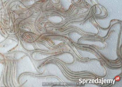 Narybek obsadowy węgorza 2016 materiał Pozostałe warmińsko-mazurskie Elbląg sprzedam