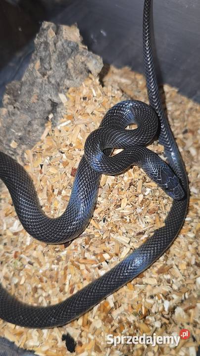 Wąż mahoniowy samica Lublin