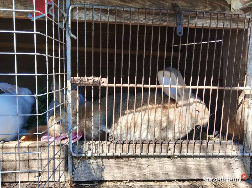 Króliki olbrzym Belgijski Gorzkowice