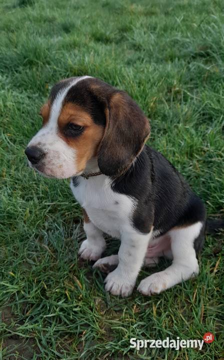 Szczeniak Beagle 9 tygodniowy z rodowodem z Śrem sprzedam