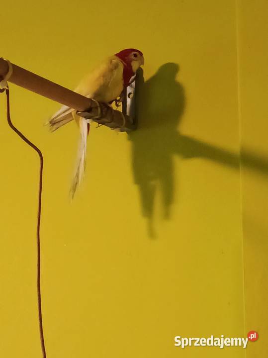 Rozella białolica samica 2024 r Ptaki Pruszków