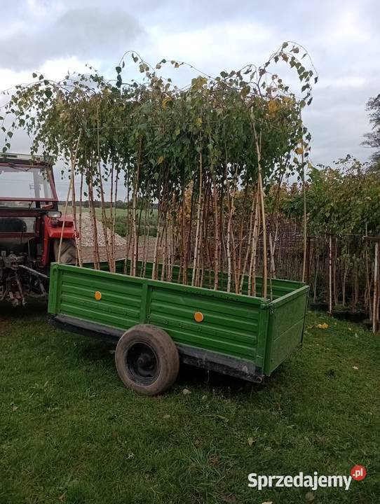 Brzoza youngi Sielce