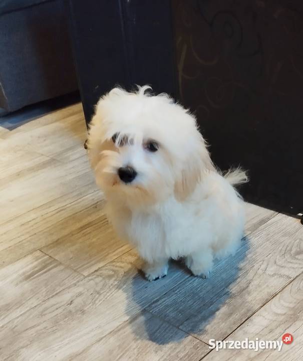 Piesek Maltipoo Kraków