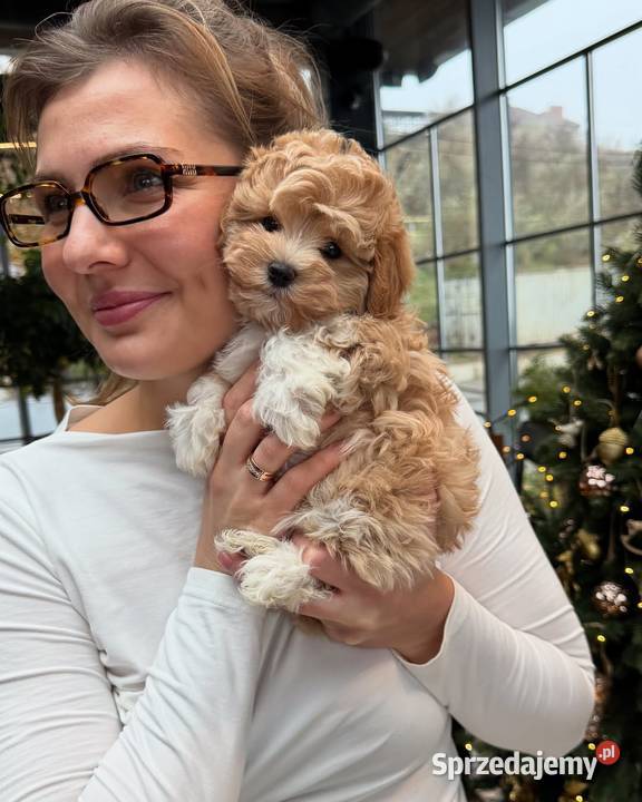 Maltipoo Szczenięta Wrocław