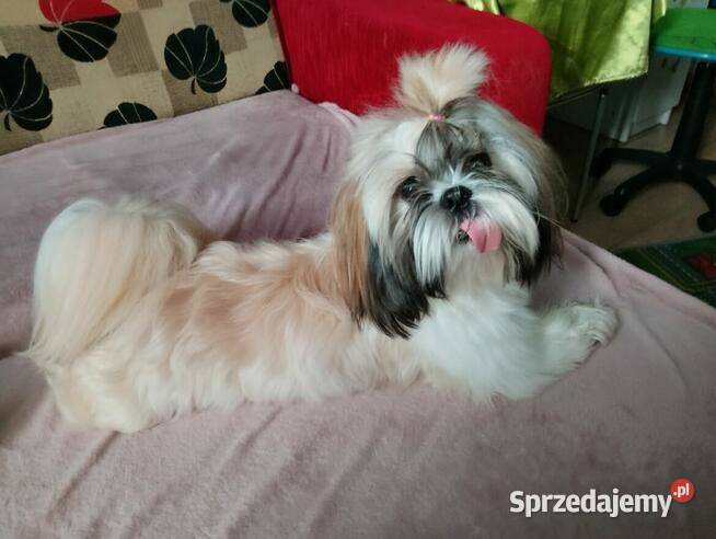 Sprzedam psa Shih tzu Andrychów