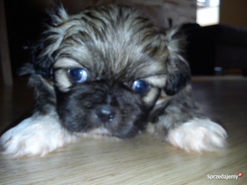 w ręce 3miesięcznego szczeniaka Poznań