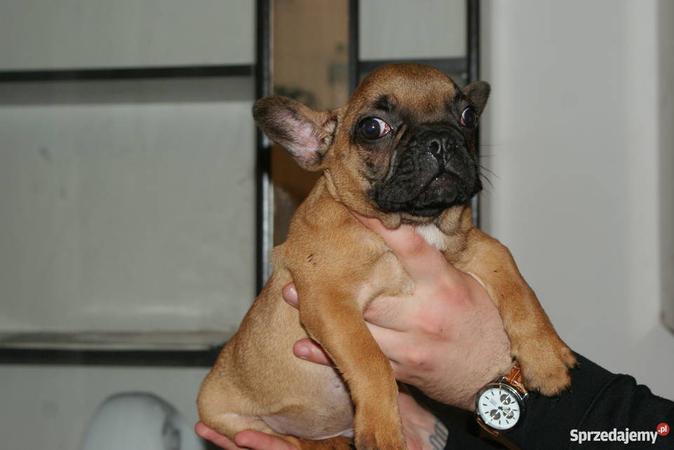 buldog francuski szczeniaczek 9 tygodniowy Lublin
