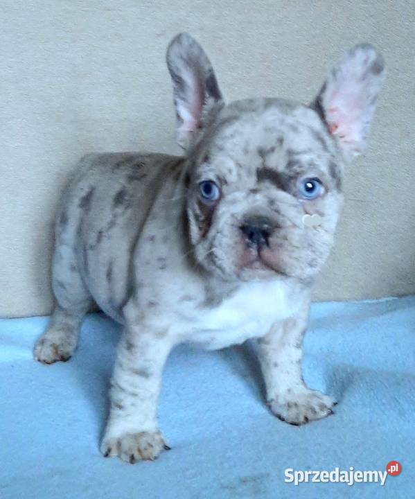 Buldog francuski suczka i piesek Buldog Pabianice