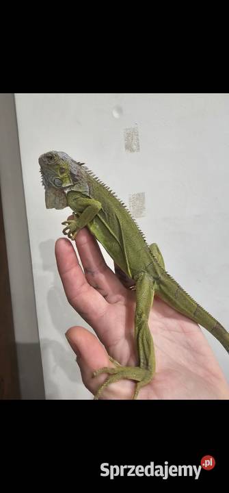 Legwan lime mlody Szczecin