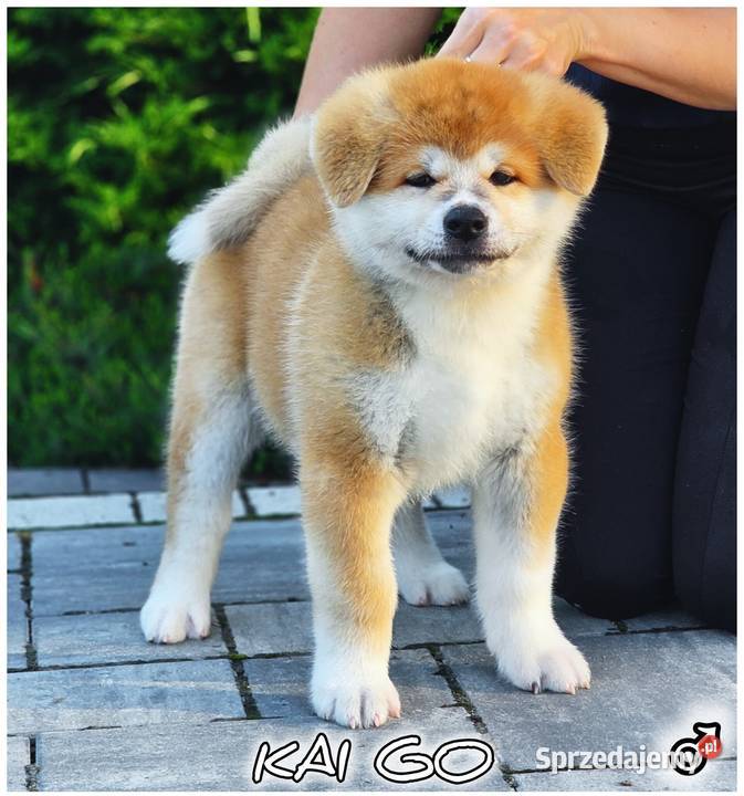 Akita Inu ZKwPFCI Grybów