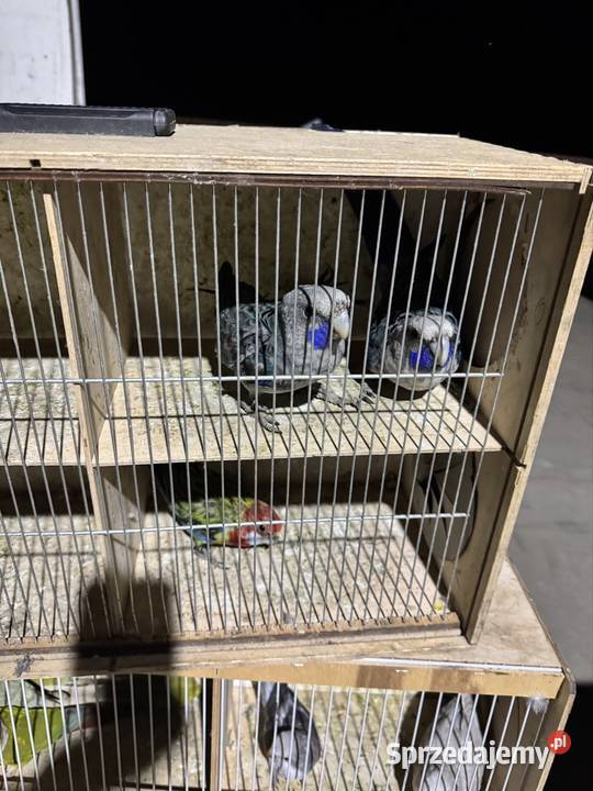 Rozelle królewskie wielkopolskie