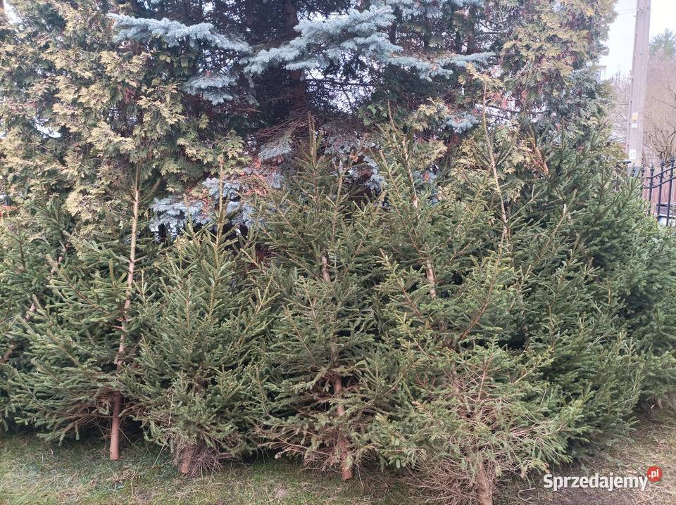 Choinka świerk możliwość dostawy Białystok