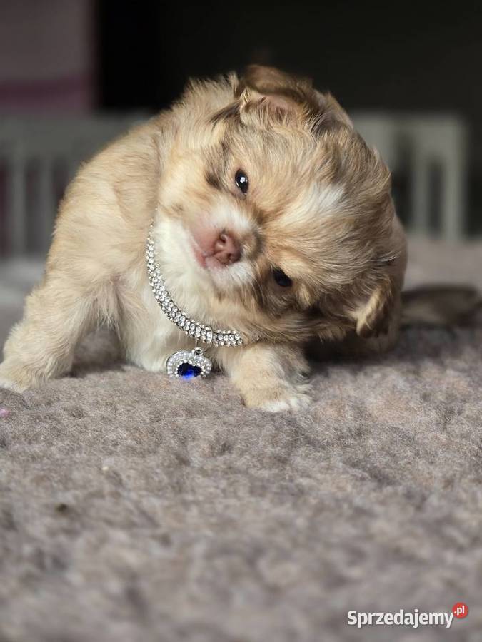 Chihuahua Biszkoptowy piesek Xxs śląskie Bielsko-Biała