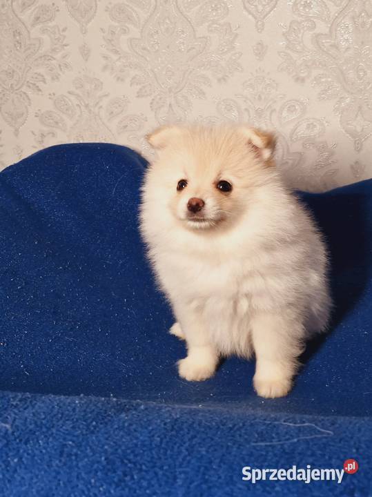 Szpic miniaturowy Pomeranian Zgierz