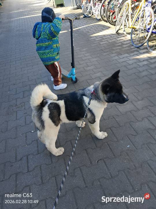 American Akita Dziewczynka Bielawa