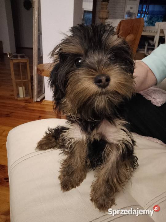 Sprzedam York shire Terrier York Tanowo