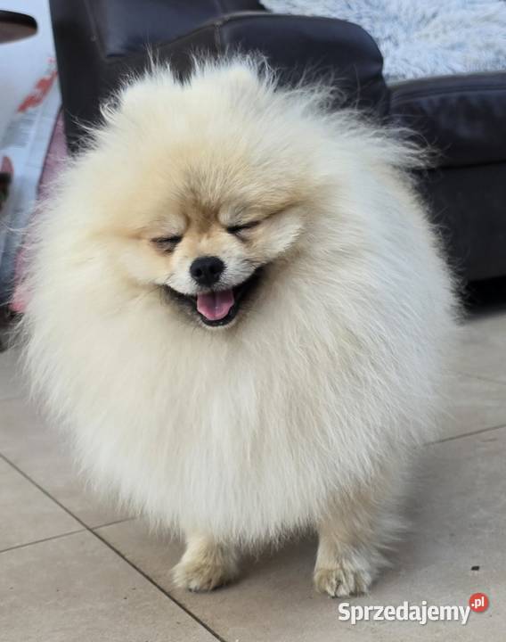 Pomeranian szpic miniaturowy zkwp FCI łódzkie Piątkowisko