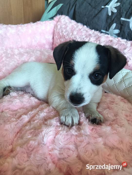 Suczka jack russell terrier