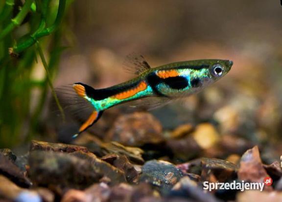 gupiki endlera harem 2samce 3samice mazowieckie Radom