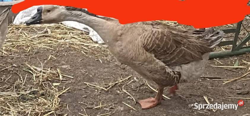 Gąski Garbonose i Kołudzkie Świecie nad Osą