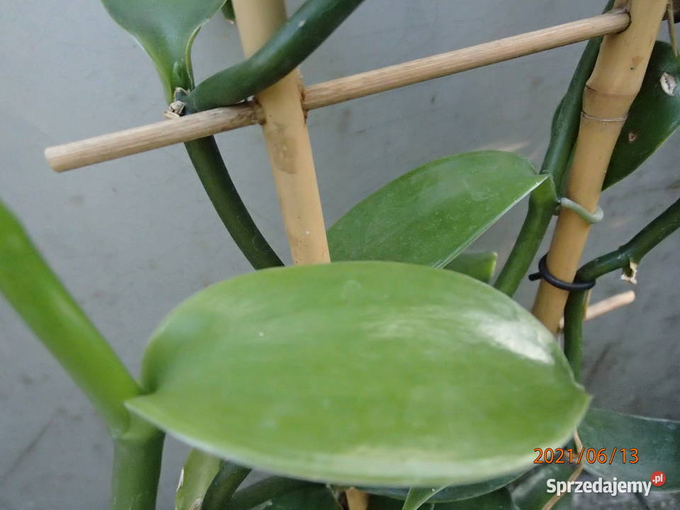 Sadzonka wanilii w doniczce storczyk Szczawin