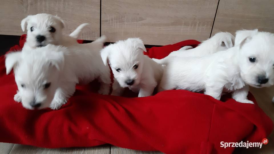 West Highland White Terrier małopolskie Nowe Brzesko