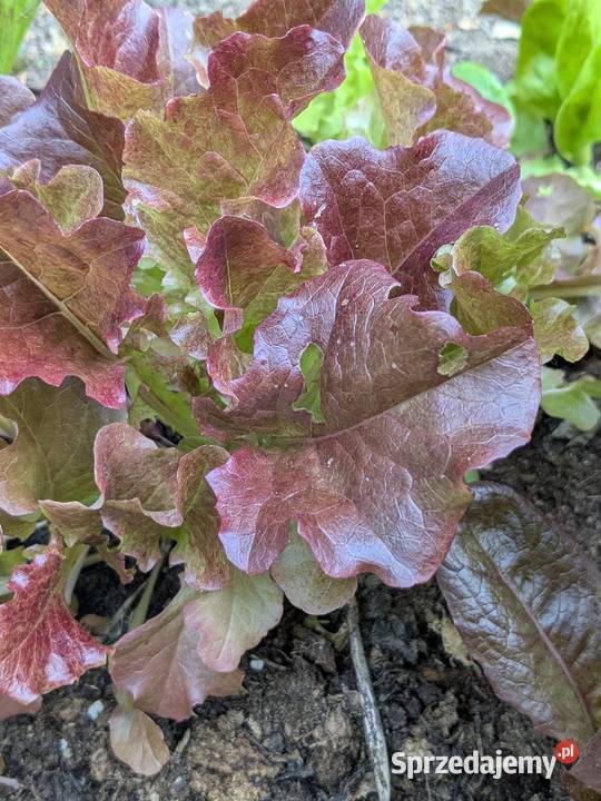 Sałaty świata Nasiona unikatowych odmian