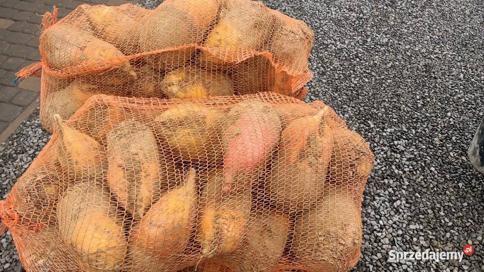 Ładny Burak pastewny biały i żółty małopolskie Charsznica