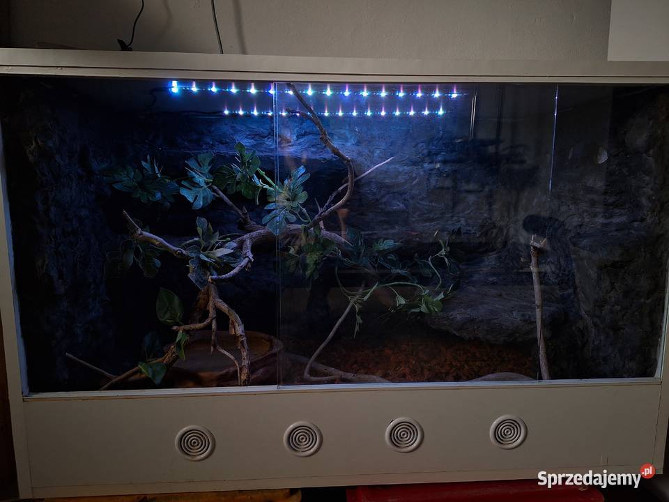 Boa constrictor razem z terrarium Gady i płazy Pszczyna