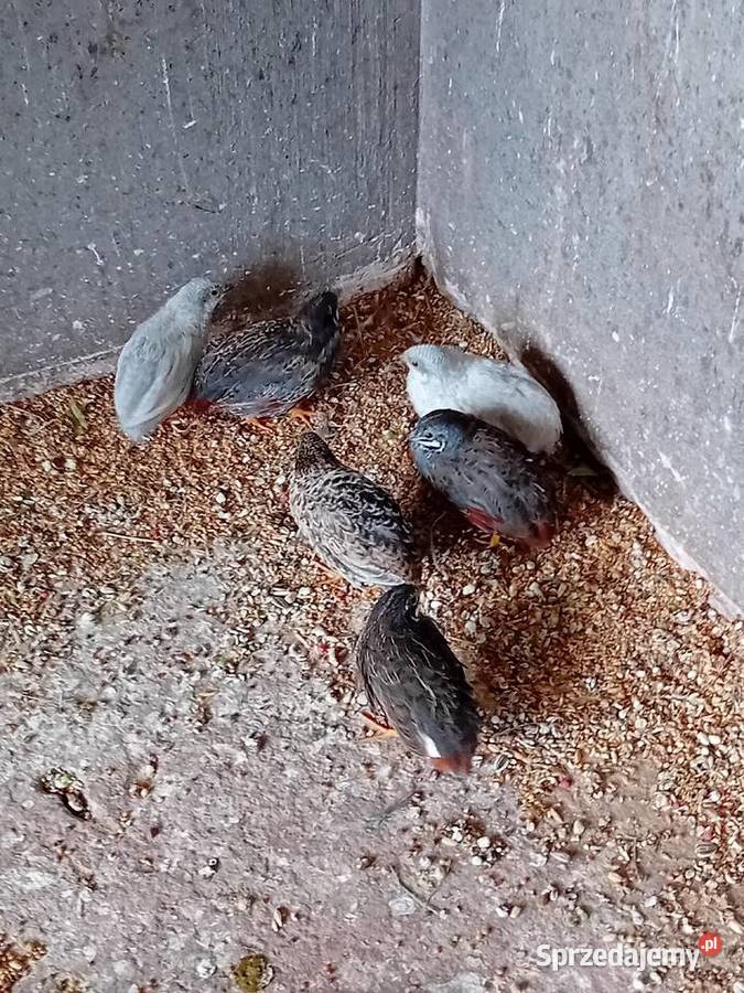 Gołębie grzywacze Ptaki Siedlce