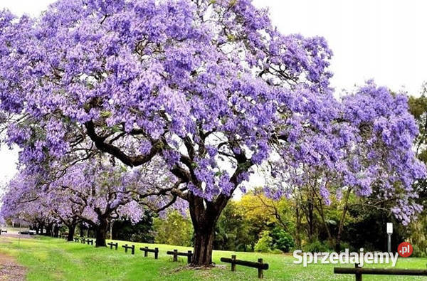 Paulownia Tomentosa sadz 4 sprzedam