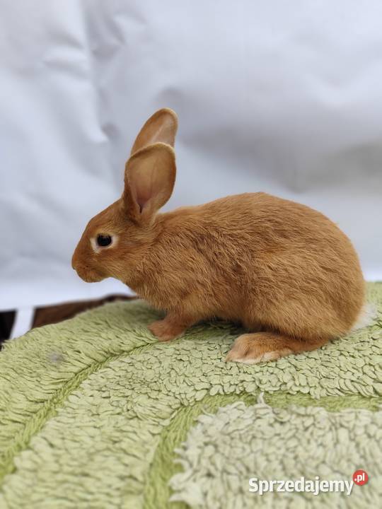 Króliki Burgundzkie Zadzim