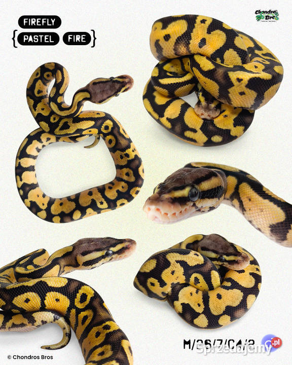 Pyton królewski Firerfly Fire Pastel Python Warszawa