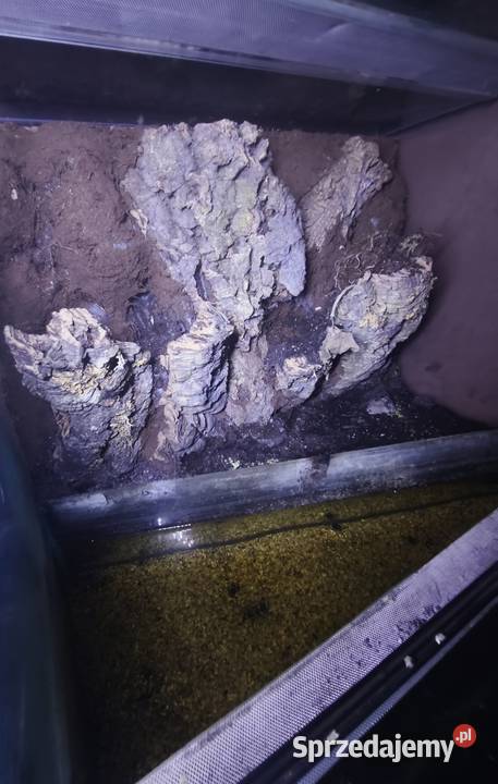 TerrariumPaludarium z odgrodzoną częścią wodną sprzedam