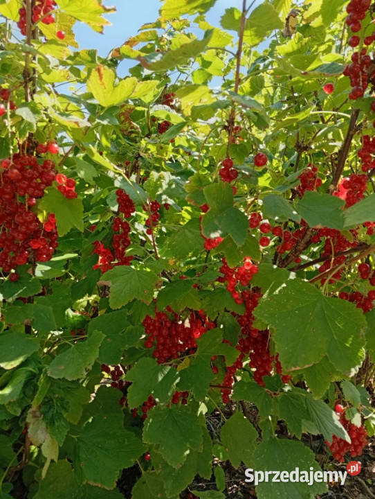 sprzedam działkę budowlaną z winnicą 105zł/m2 Ludwinów