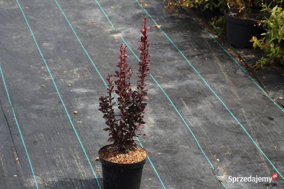 Berberys Thunberga Helmond Pillar Imbramowice