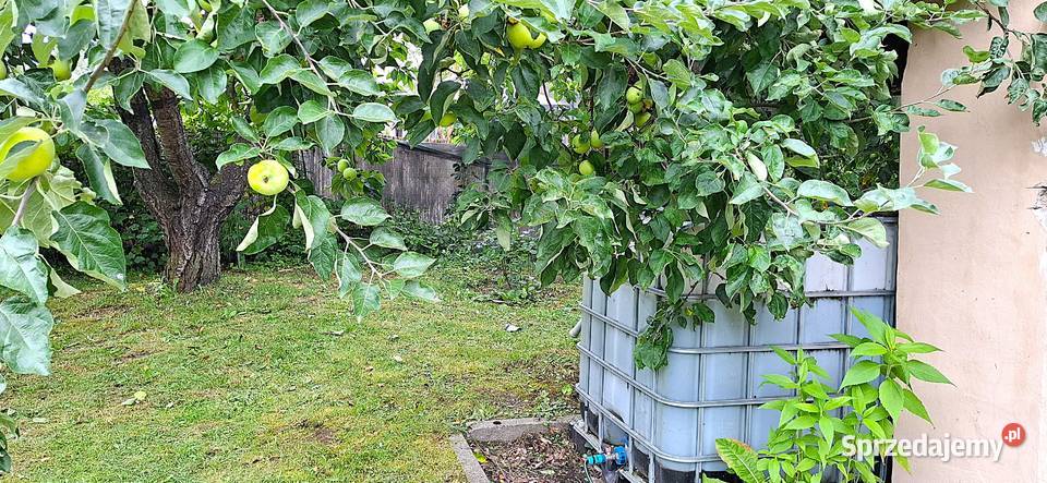 Sprzedam działkę ROD w Żaganiu